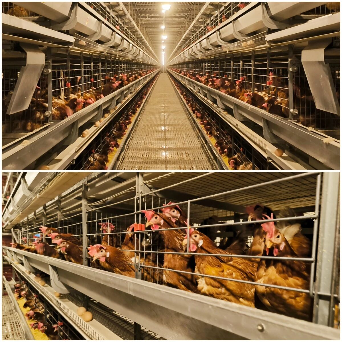 新安县铁门镇：智慧蛋鸡养殖为乡村振兴注入新动能