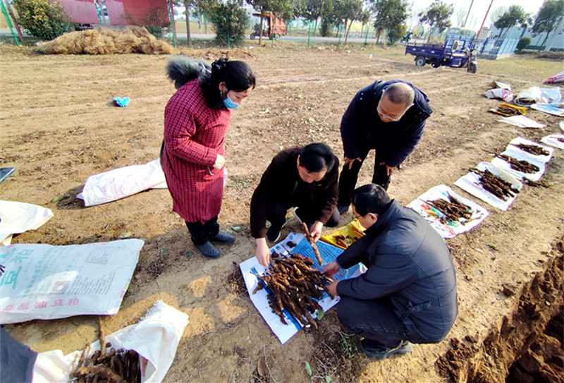 专家团队赴温县调研山药重茬试验 聚焦病害难题赋能产业发展