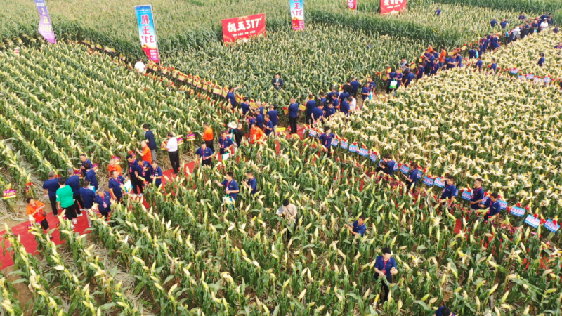 亿佳和以玉米新品种和种植新模式引领黄淮海新潮流  