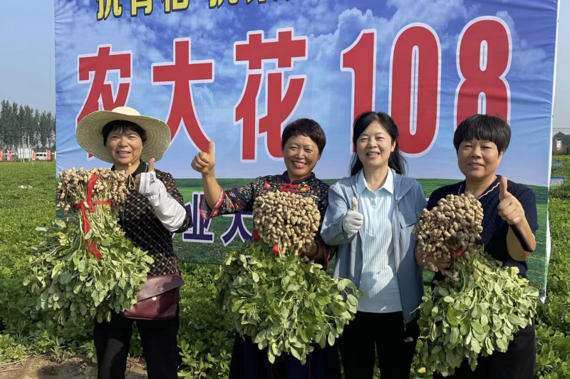 农大花108：花生油香飘万家