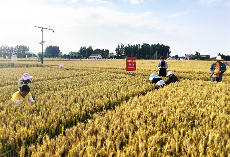 服务三农，科技先行——记扶沟县农业农村事业发展中心科技助力乡村振兴