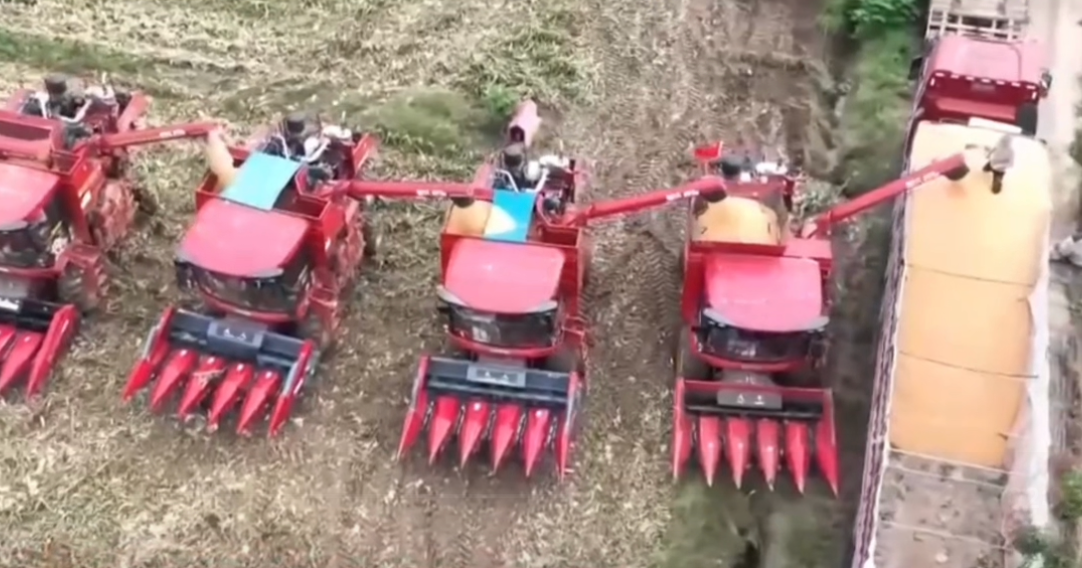 秋雨挡不住秋收！农民忙抢收，政府急调农机，这仗咱必须赢！