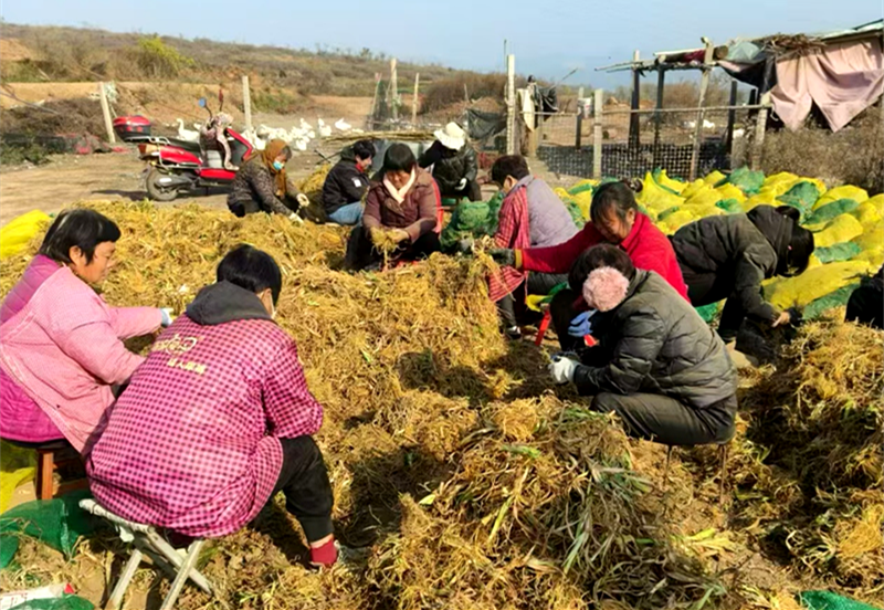 从 “撂荒地” 到 “致富田”，禹州花石镇王桥村的乡村振兴密码