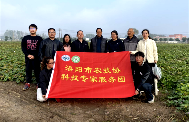科技赋能田间地头 专家把脉甘薯产业——洛阳市农技协赴汝阳县开展农情调研与技术指导