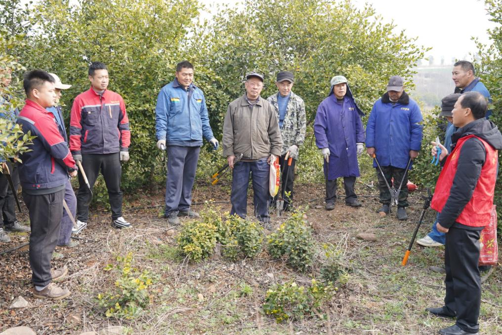 学雷锋 科技助农！光山县科协科技志愿者走进联兴油茶产业基地